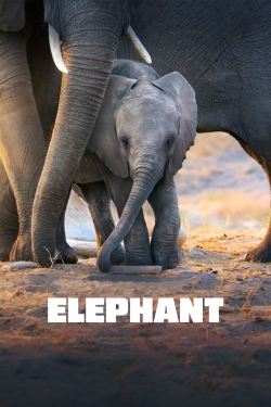 watch-Elephant